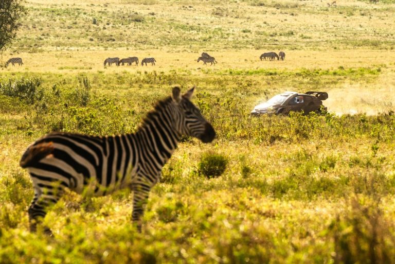 Safari Rally 2026: Desafíos Clave y Estrategias para los Equipos